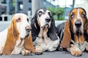 Qualzucht Basset